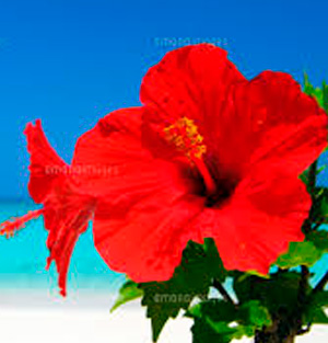 M'sブライダルジャパン リゾート倶楽部